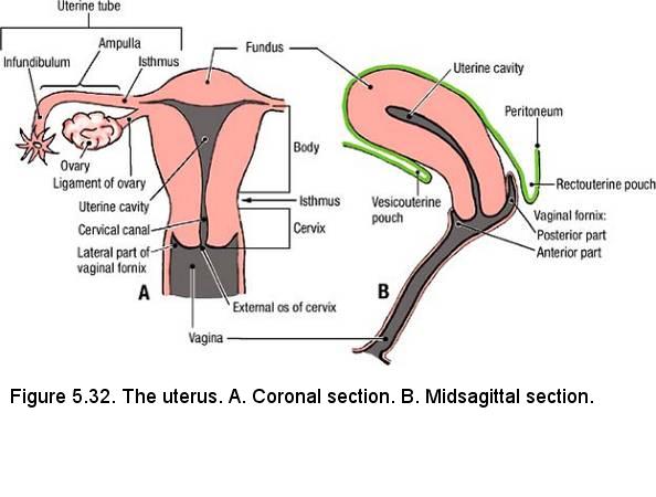 Fornix anatomy and how it affects PiV positions r sexover30